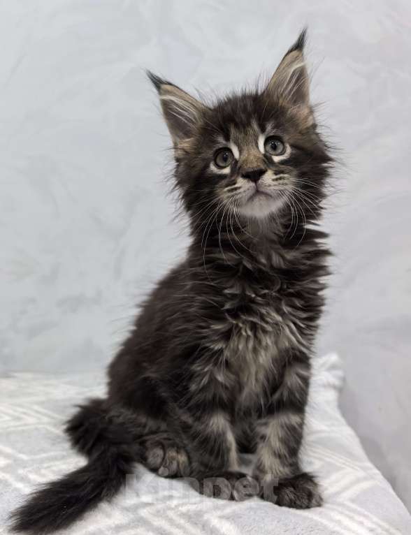 Кошки в Санкт-Петербурге: Чистокровные породистые котята Мейн-кун Мальчик, Бесплатно - фото 4