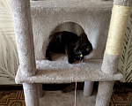 Кошки в Москве: Котенок в добрые руки Девочка, Бесплатно - фото 4