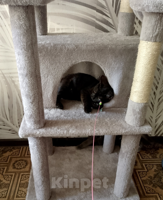 Кошки в Москве: Котенок в добрые руки Девочка, Бесплатно - фото 4