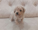 Собаки в Краснодаре: Мальтипу мальчик Мальчик, 80 000 руб. - фото 4