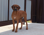 Собаки в Москве: Мальчик родезийского риджбека Мальчик, 60 000 руб. - фото 5