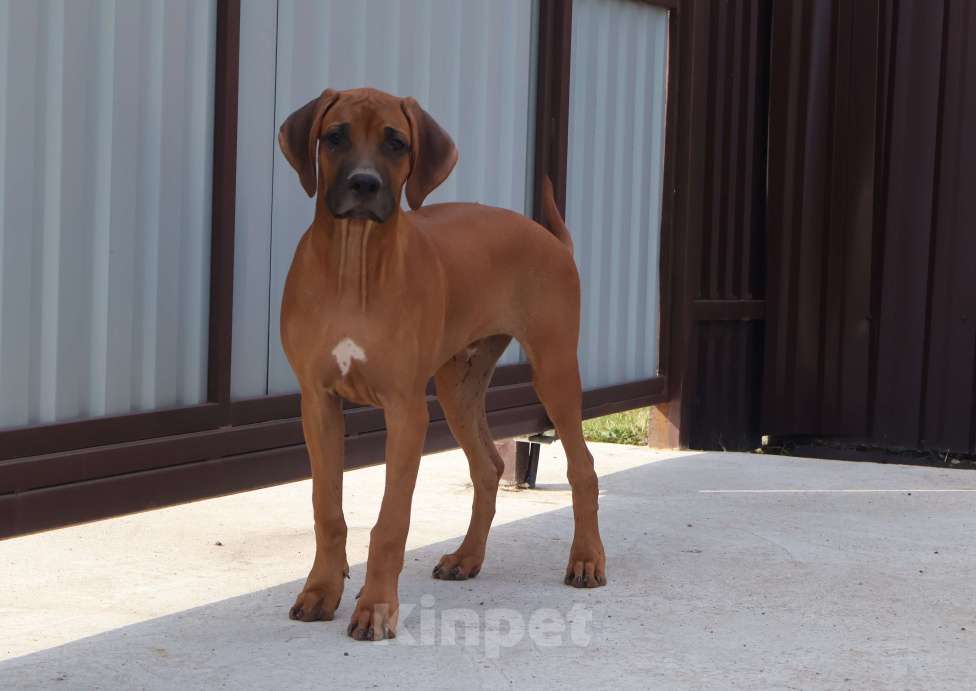 Собаки в Москве: Мальчик родезийского риджбека Мальчик, 60 000 руб. - фото 5