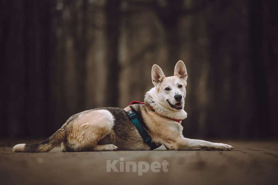 Собаки в Москве: Марко ищет дом и семью! Мальчик, Бесплатно - фото 5