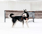 Собаки в Москве: Статный красавец Джой ищет дом. Мальчик, Бесплатно - фото 1