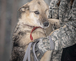 Собаки в Клине: Грей — статный пёс с нордическим характером Мальчик, Бесплатно - фото 6
