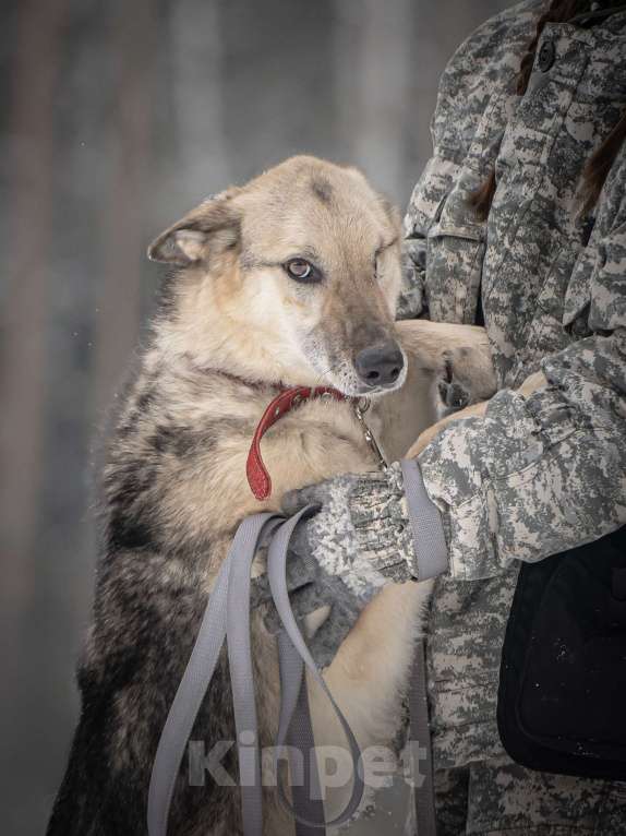Собаки в Клине: Грей — статный пёс с нордическим характером Мальчик, Бесплатно - фото 6
