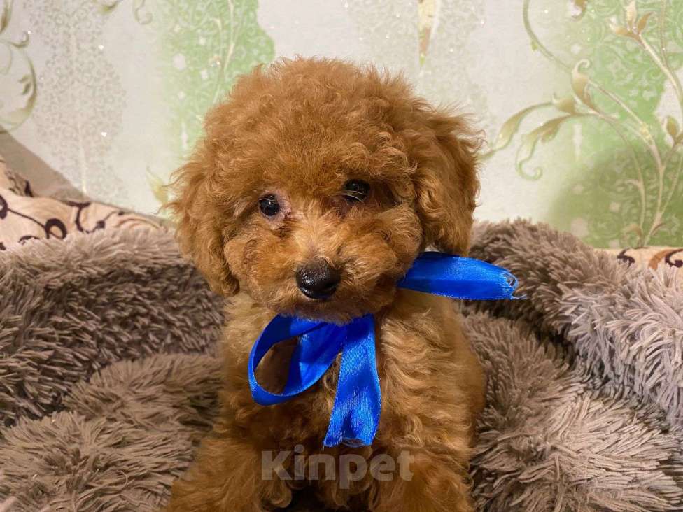 Собаки в Воронеже: Той-пудель  Мальчик, Бесплатно - фото 10