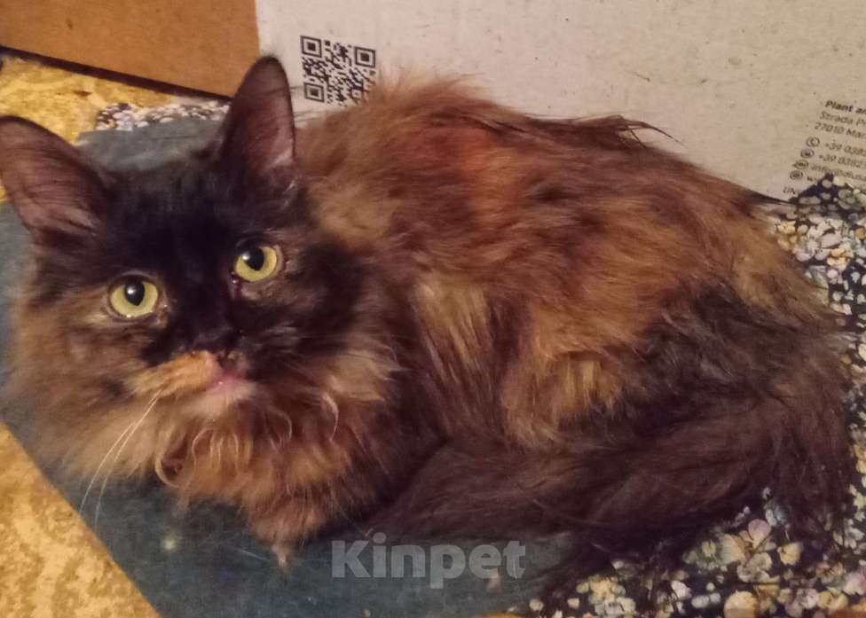 Кошки в Москве: Шоколадно-рыжая сибирская малышка Девочка, Бесплатно - фото 2