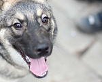 Собаки в Ростове-на-Дону: Собака ищет хозяина ✨ Девочка, Бесплатно - фото 3