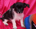 Собаки в Москве: Щеночки метисы- детки любви Мальчик, 13 000 руб. - фото 1