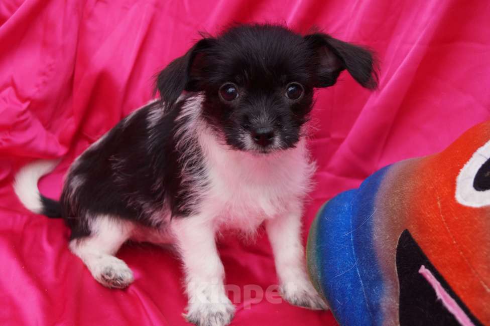 Собаки в Москве: Щеночки метисы- детки любви Мальчик, 13 000 руб. - фото 1