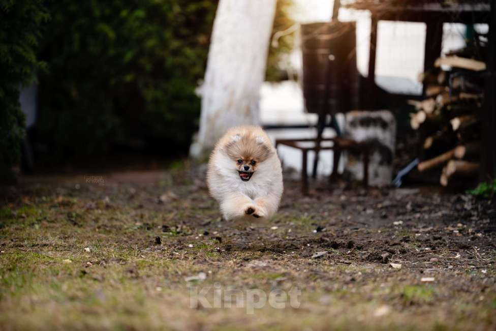 Собаки в Видном: Померанский шпиц Мальчик, 50 000 руб. - фото 5