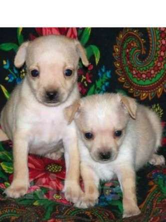 Собаки в Екатеринбурге: Малыши русского тоя Мальчик, 20 000 руб. - фото 1