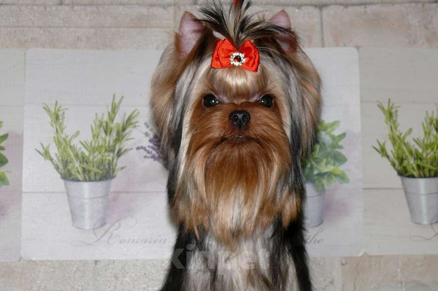 Собаки в Королеве: Девочка йорк, 8 мес. Девочка, 80 000 руб. - фото 5