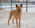 Собаки в Москве: Джемма Девочка, Бесплатно - фото 2