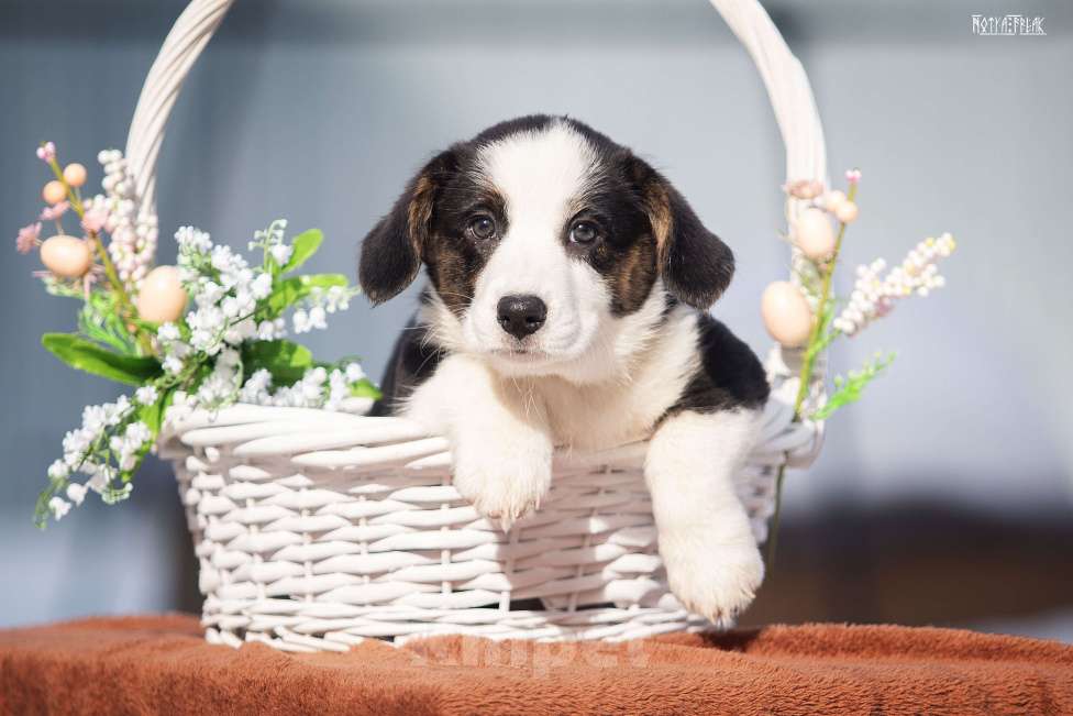 Собаки в Москве: Девочка корги Девочка, Бесплатно - фото 7