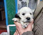Собаки в Иркутске: Щенки русского спаниеля Мальчик, 6 000 руб. - фото 3
