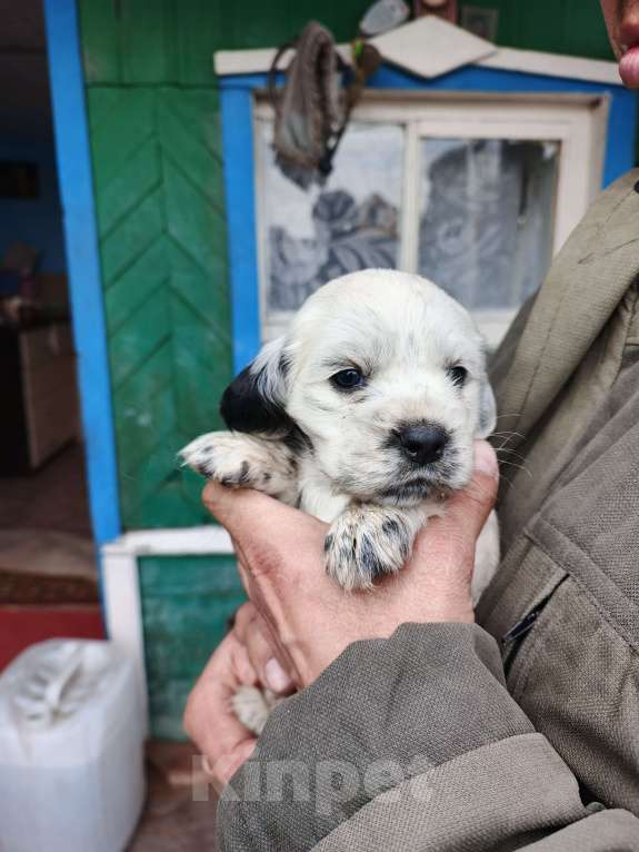 Собаки в Иркутске: Щенки русского спаниеля Мальчик, 6 000 руб. - фото 3