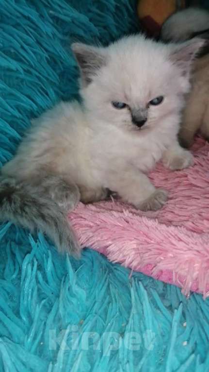 Кошки в Москве: Шотландские котята хайленд  Мальчик, 8 000 руб. - фото 9