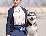 Собаки в Астрахани: Кобель хаски Мальчик, 1 руб. - фото 1