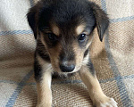 Собаки в Щелково: Щенки 1 месяц с прививками  Мальчик, 1 руб. - фото 10