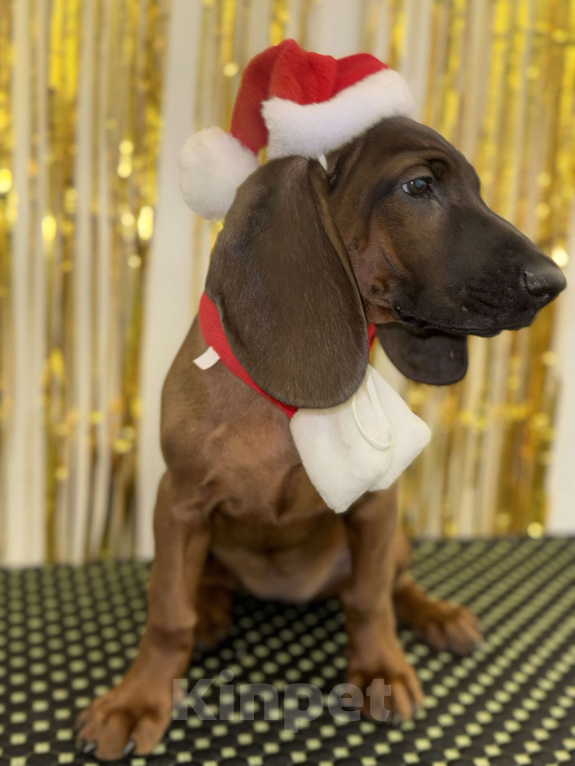 Собаки в Санкт-Петербурге: Баварская горная гончая ! Девочка Виолетта! Девочка, 80 000 руб. - фото 2