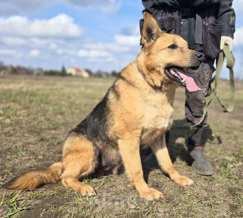 Собаки в Королеве: Линда Девочка, Бесплатно - фото 10