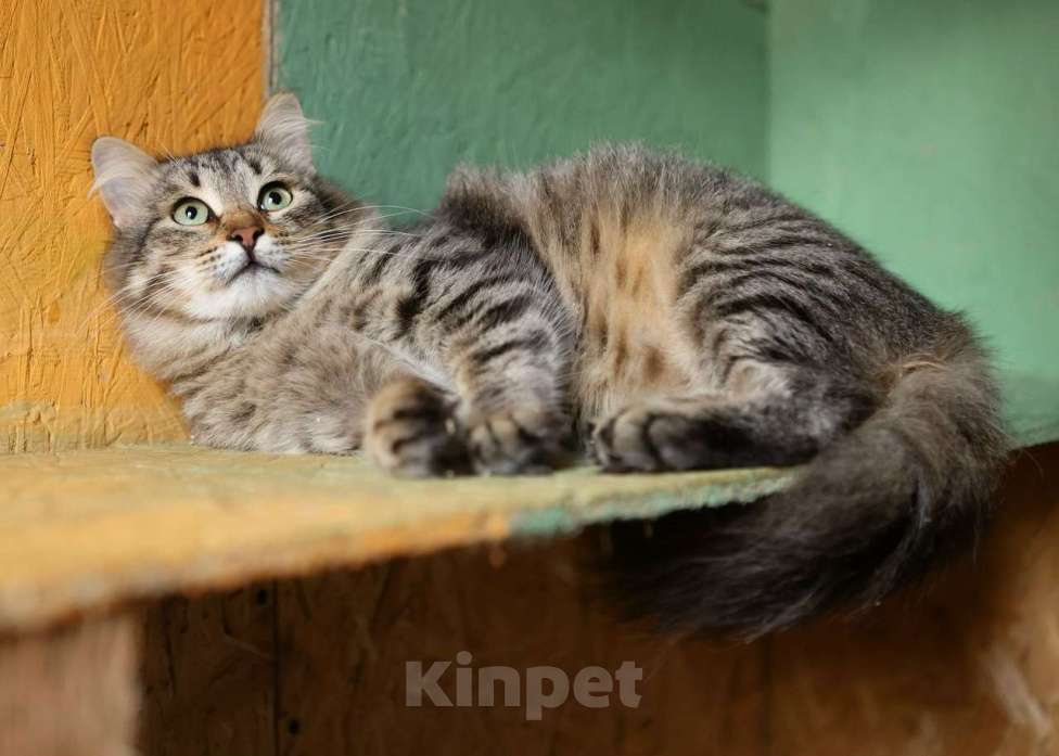 Кошки в других городах Московской области: Степашка ищет дом Мальчик, Бесплатно - фото 7