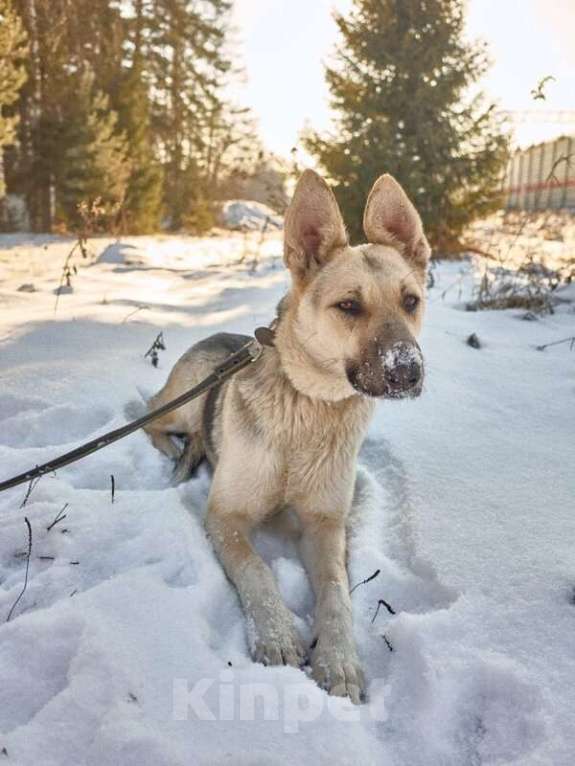 Собаки в Москве: Веста ищет дом! Девочка, Бесплатно - фото 7