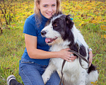 Собаки в Наро-Фоминске: Самый обаятельный и обнимательный: Гиджет Мальчик, Бесплатно - фото 6