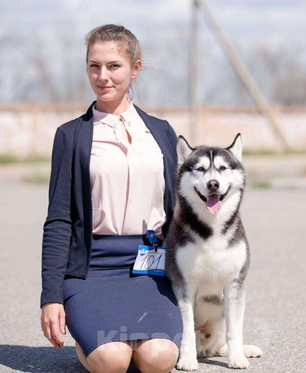 Собаки в Астрахани: Кобель хаски Мальчик, 1 руб. - фото 1