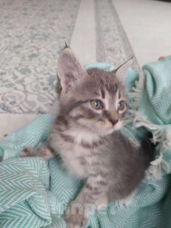 Кошки в Аксае: Серая дымчатая кошечка 2 мес Девочка, 1 руб. - фото 3