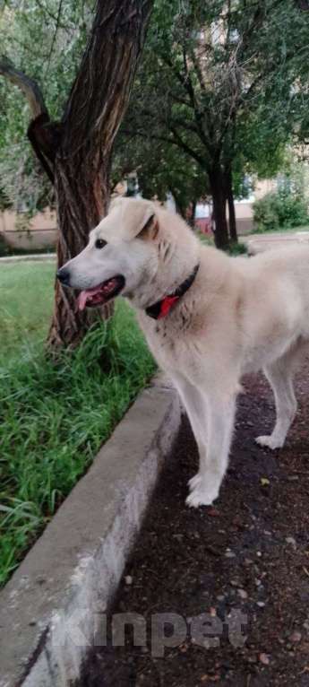 Собаки в других городах Бурятии: В доброе руки Девочка, 1 000 руб. - фото 1