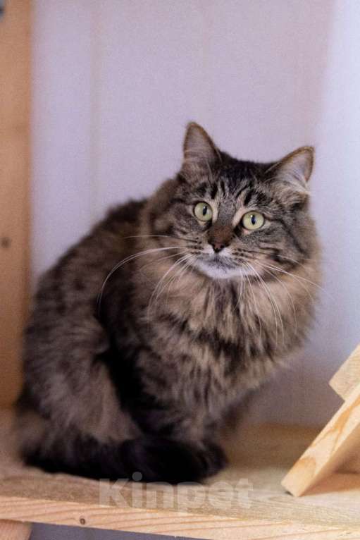 Кошки в Москве: История Дуси: о холоде, предательстве и надежде Девочка, Бесплатно - фото 5