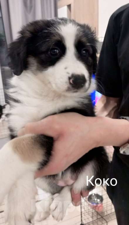 Собаки в Москве: Щенок в добрые руки Девочка, Бесплатно - фото 4