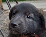Собаки в Новосибирске: Щенки в добрые руки  Мальчик, Бесплатно - фото 3