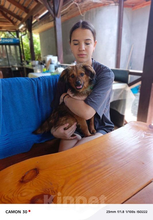 Собаки в Москве: Скромная малышка Юна Девочка, Бесплатно - фото 5