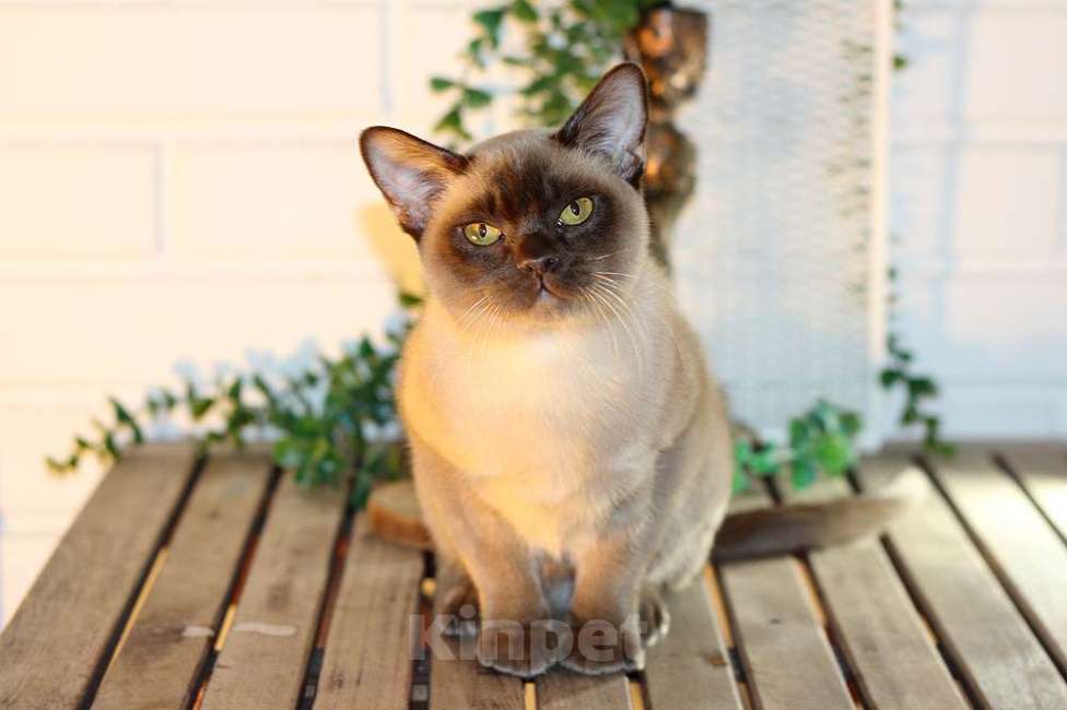 Кошки в Москве: Бурма котята разных окрасов Мальчик, 90 000 руб. - фото 2