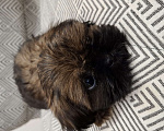 Собаки в Кропоткине: Ши-тцу  Мальчик, 20 000 руб. - фото 6
