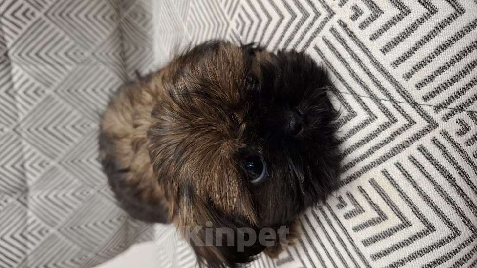 Собаки в Кропоткине: Ши-тцу  Мальчик, 20 000 руб. - фото 6