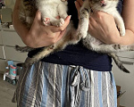 Кошки в Краснодаре: Котенок в добрые руки Девочка, Бесплатно - фото 2