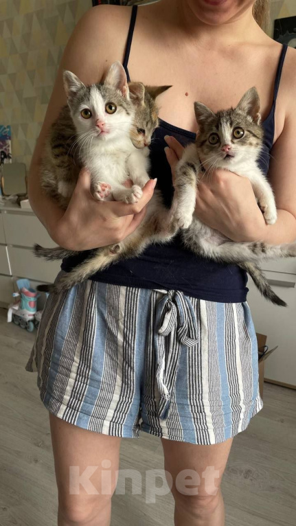 Кошки в Краснодаре: Котенок в добрые руки Девочка, Бесплатно - фото 2
