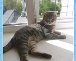 Кошки в Москве: Тигрик ласковый котик Мальчик, Бесплатно - фото 6