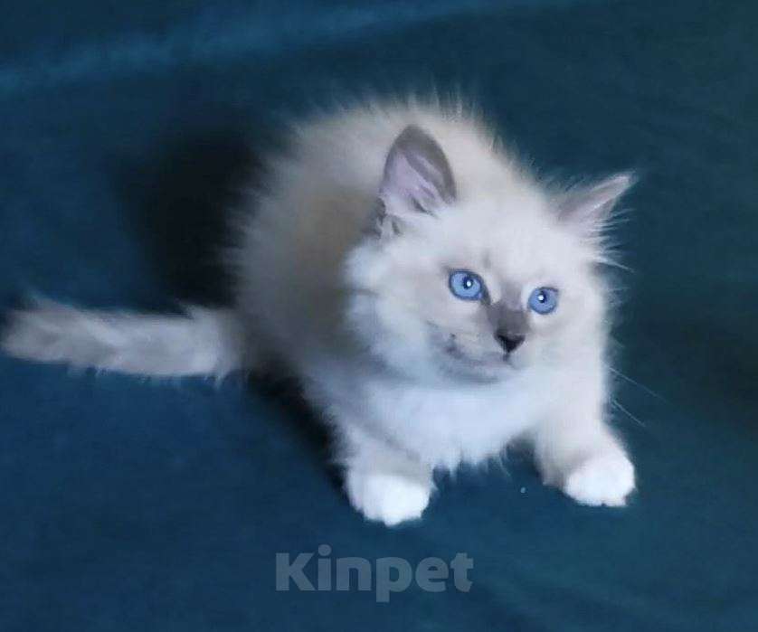 Кошки в Москве: Сибирские невские маскарадные котята для Вас! 💖 Смотрите какие у нас котята!😍  Мальчик, 50 000 руб. - фото 6