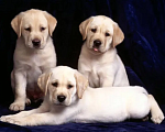 Собаки в Краснодаре: Палевые щенки Лабрадора  Мальчик, 20 000 руб. - фото 2