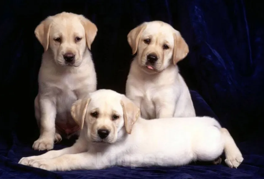 Собаки в Краснодаре: Палевые щенки Лабрадора  Мальчик, 20 000 руб. - фото 2