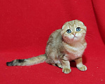 Кошки в Москве: Вислоухая золотая мраморная кошечка Девочка, 15 000 руб. - фото 1