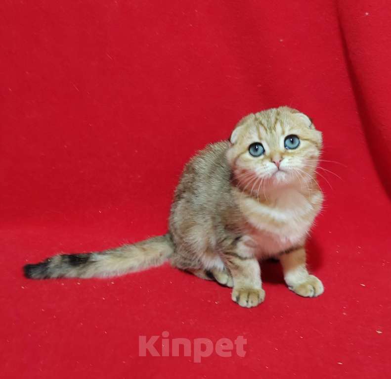 Кошки в Москве: Вислоухая золотая мраморная кошечка Девочка, 15 000 руб. - фото 1