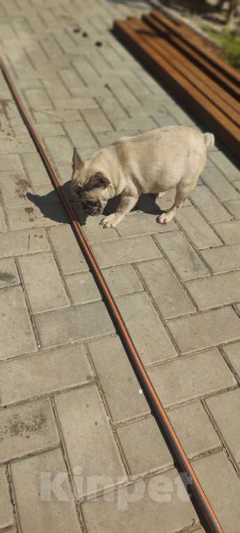 Собаки в Севастополе: Щенок французского бульдога Девочка, 50 000 руб. - фото 4