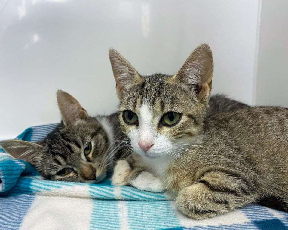 Кошки в Москве: Трехмесячные котята в добрые руки Девочка, Бесплатно - фото 3